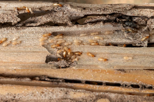 Best Exterminator Services  in Mathews, LA