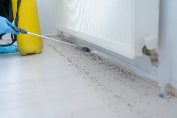 Best Ant Control Services  in Mathews, LA