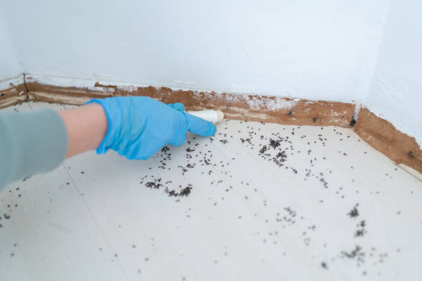 Best Insect Control  in Mathews, LA
